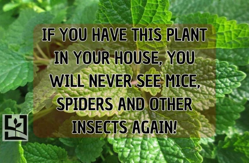 IF YOU HAVE THIS PLANT IN YOUR HOUSE, YOU WILL NEVER SEE MICE, SPIDERS AND OTHER INSECTS AGAIN!